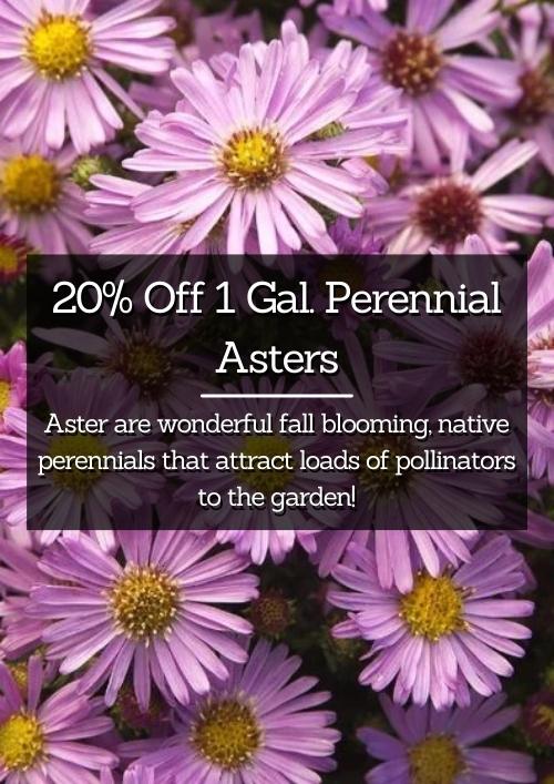 20% Off 1 Gal. Perennial Aster 20% Off 1 Gal. Perennial Aster