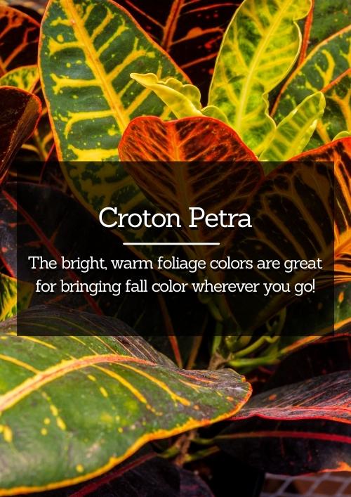 Croton Petra Croton Petra