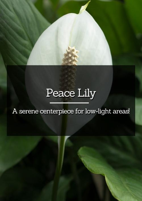 Peace Lily Peace Lily