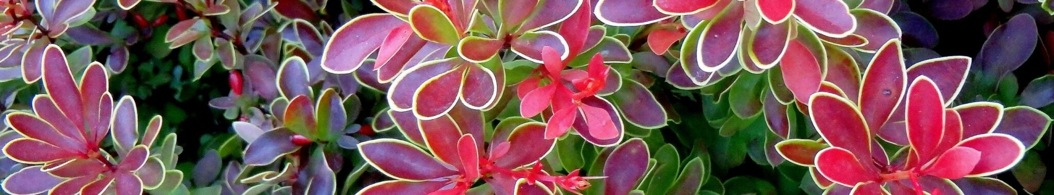 Barberry Barberry