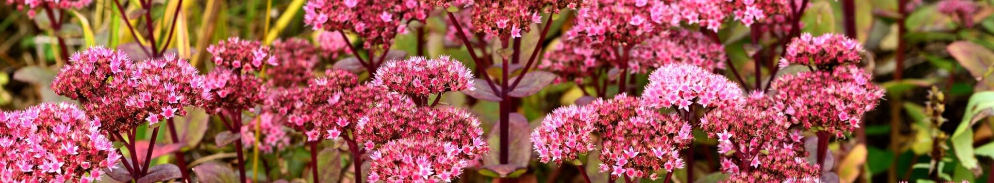 Sedum Sedum