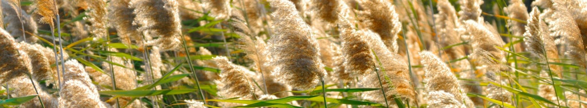 Ornamental Grass Ornamental Grass