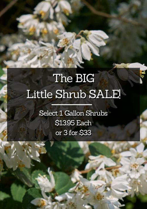 The BIG Little Shrub SALE The BIG Little Shrub SALE
