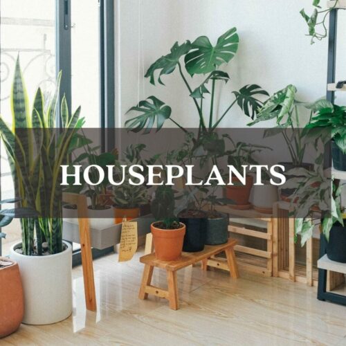 Houseplants