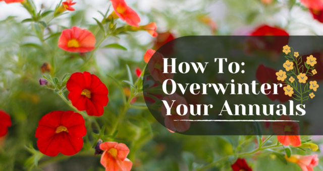 How to: Overwinter Your Annuals