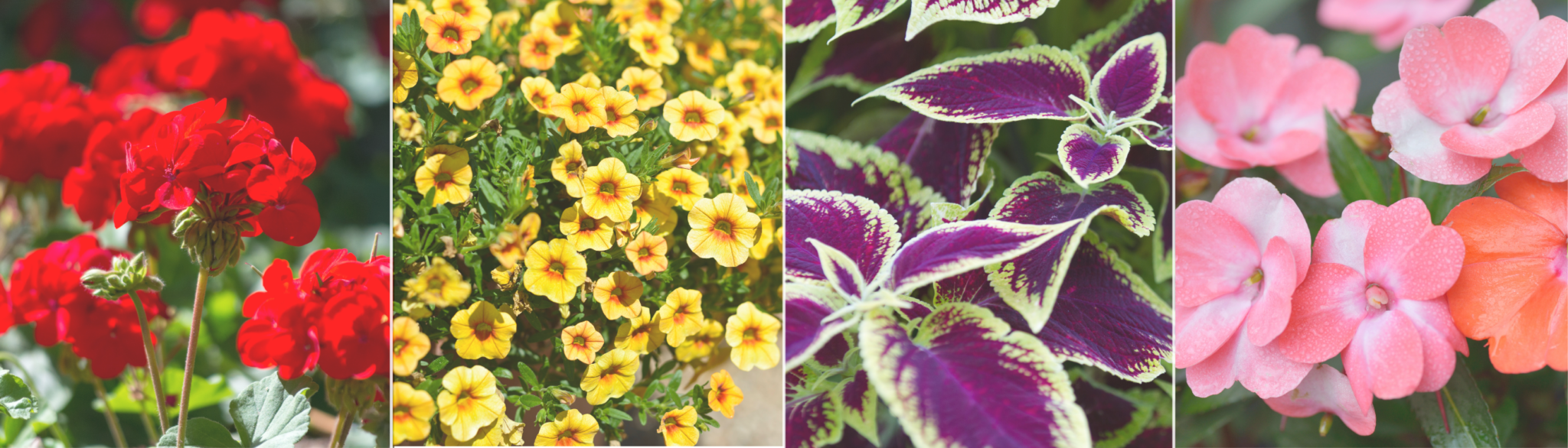 OverwinteringAnnuals Overwintering annuals