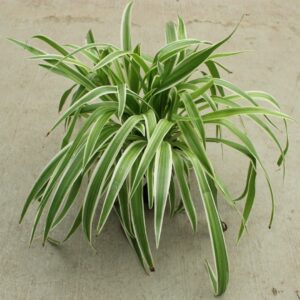 chlorophytum comosum