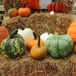 pumpkin display