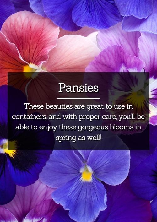 Pansies Pansies