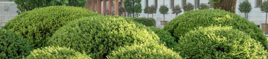 Boxwood