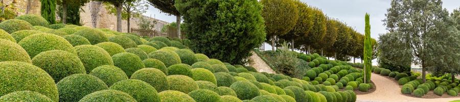 Boxwood