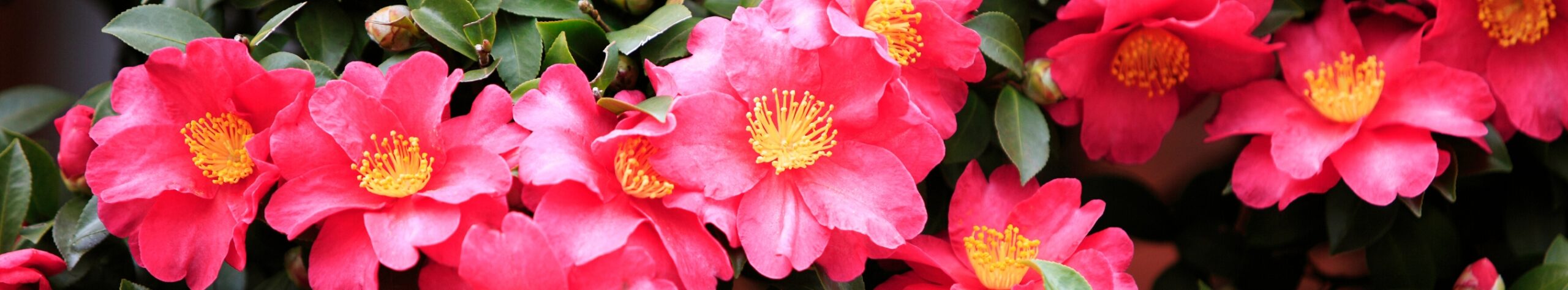 Camellia Camellia
