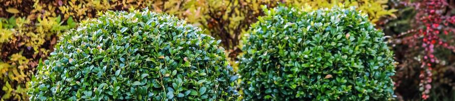 Boxwood