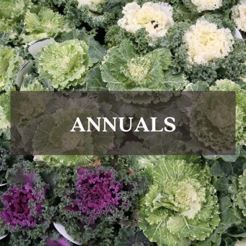 Annuals