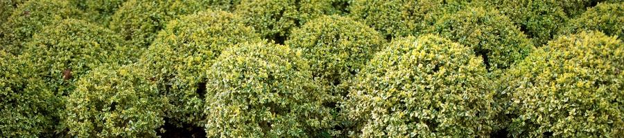 Boxwood