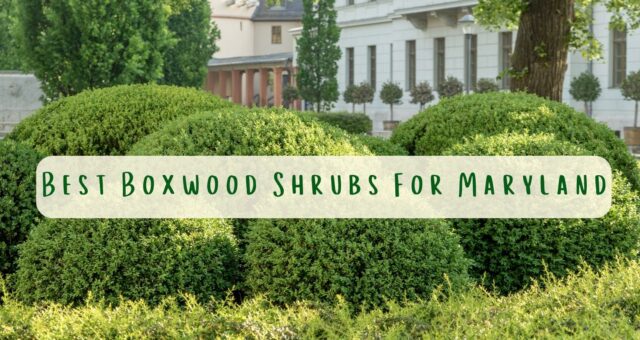 Best Boxwood Shrubs For Maryland