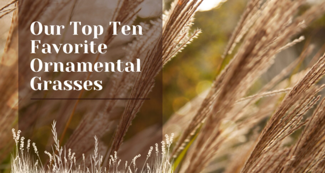 Our Top Ten Favorite Ornamental Grasses