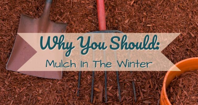 Why You Should Mulch In The Winter