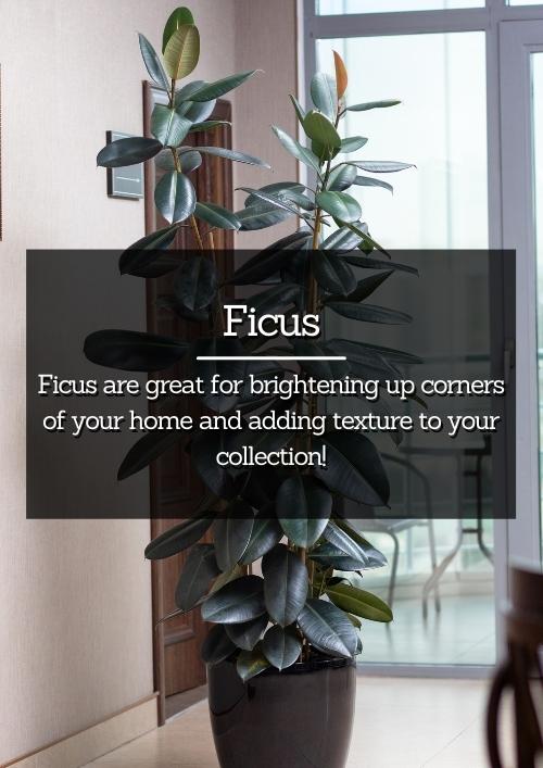 Ficus Ficus