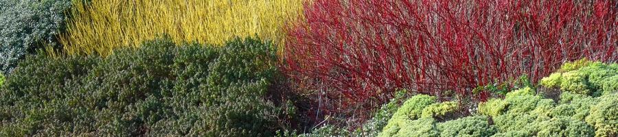 winter shrubs