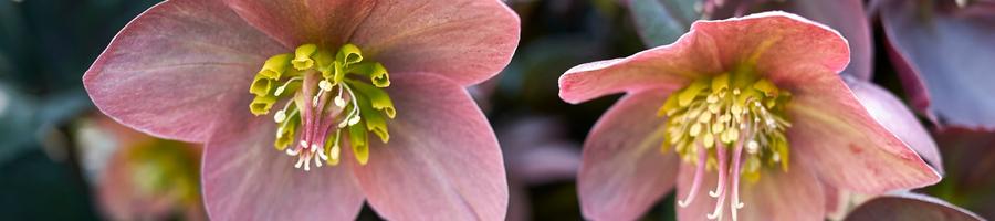 Hellebores