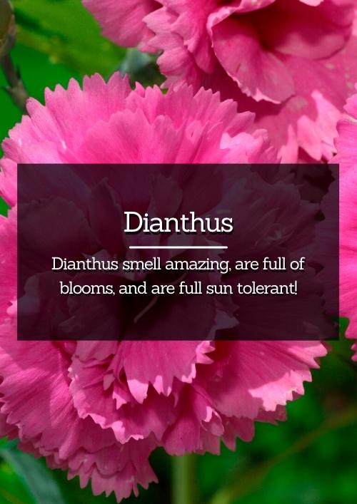 Dianthus Dianthus