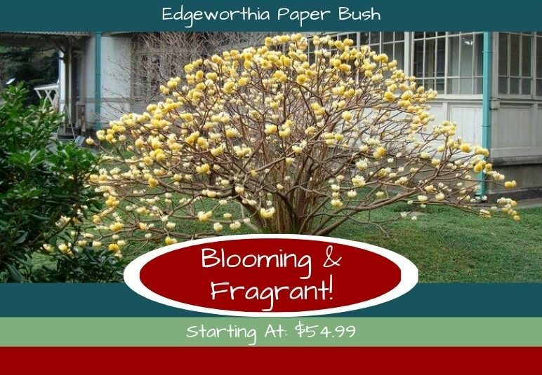 Edgeworthia Paper Bush