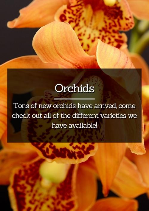 Orchids Orchids