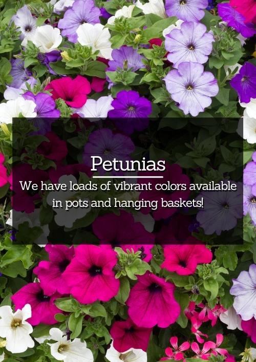 Petunias Petunias