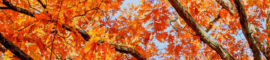 fall white oak tree