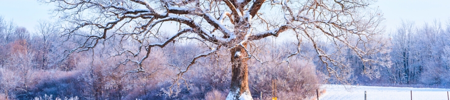 winter white oak tree