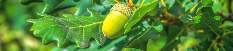 white oak acorn