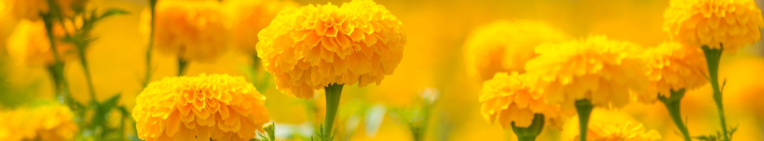 Marigold Marigold