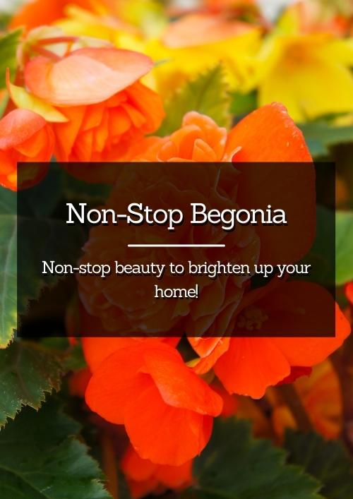 Non-Stop Begonia Non-Stop Begonia