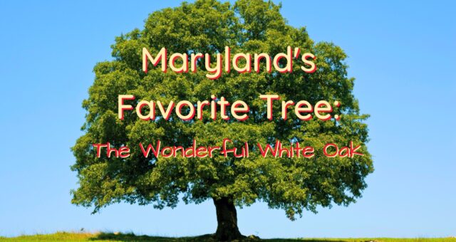 Maryland’s Favorite Tree: The Wonderful White Oak (Quercus alba)