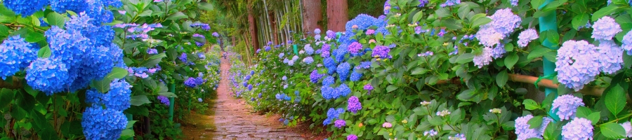 row of hydrangeas