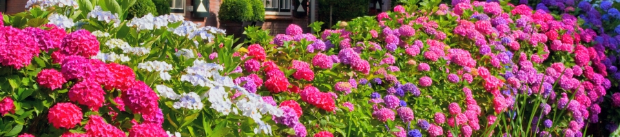 row of hydrangeas