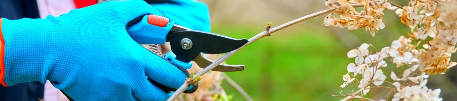 pruning hydrangeas