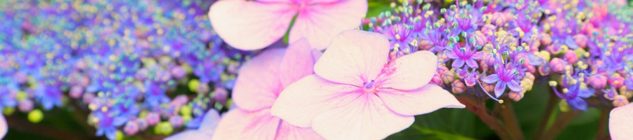 lacecap hydrangea