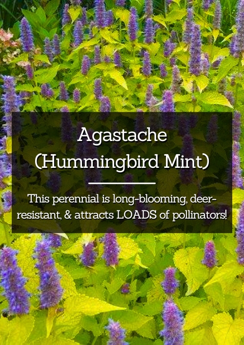 Agastache (Hummingbird Mint) Agastache (Hummingbird Mint)