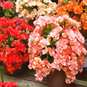 Begonias