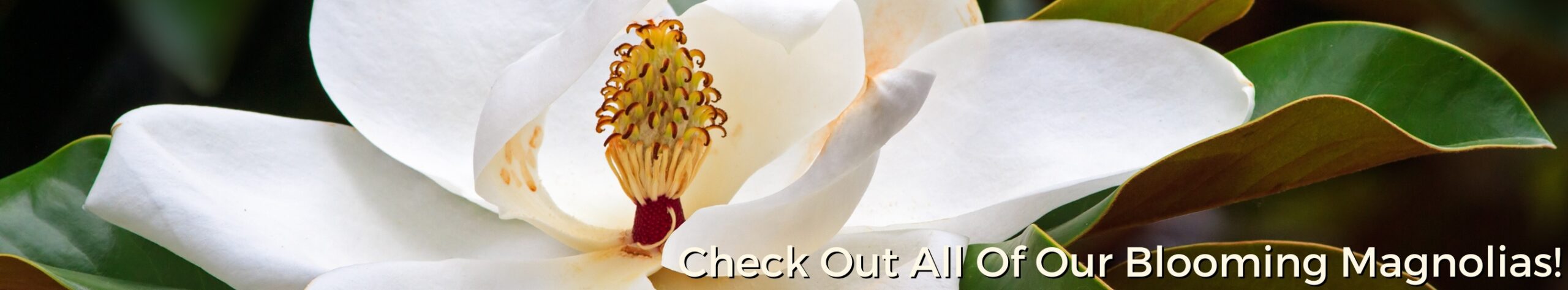 Blooming Magnolia