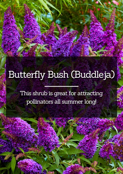 Butterfly Bush Butterfly Bush