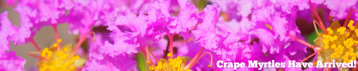 Crape Myrtle