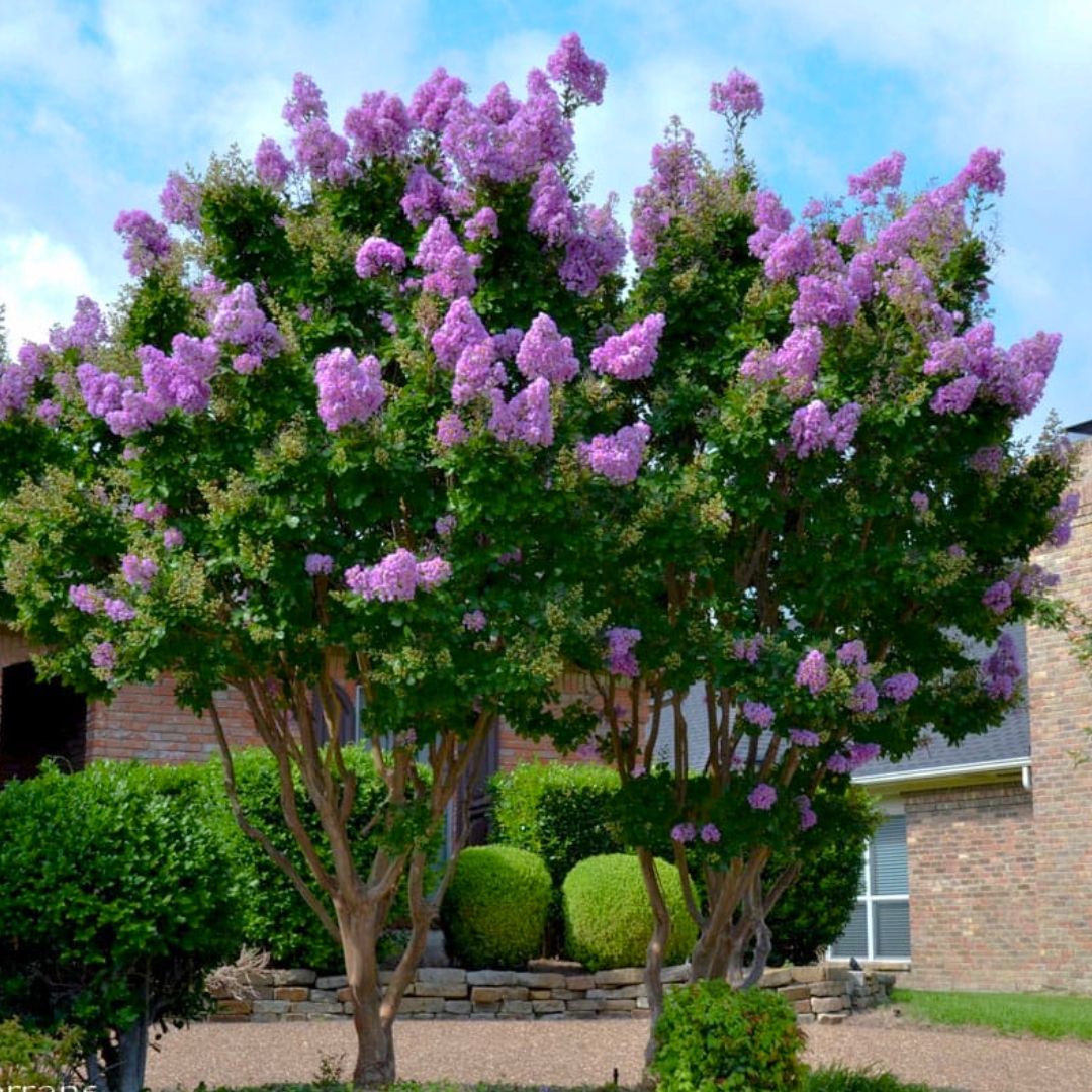 Crape Myrtles