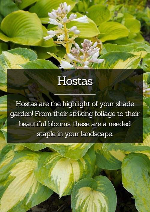Hostas Hostas