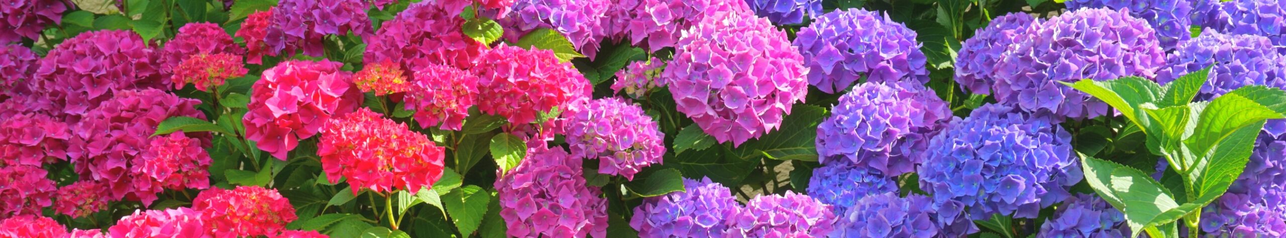 Hydrangeas Hydrangeas