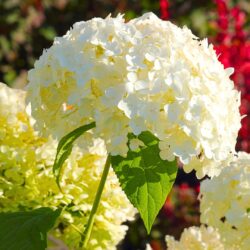 Hydrangea arborescens Hydrangea arborescens
