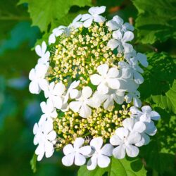 Hydrangea anomala