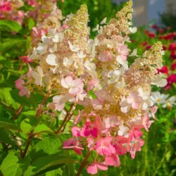 Hydrangea paniculata